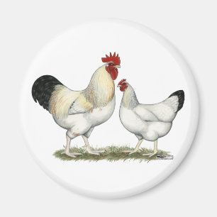 Imán Pollos indios del río