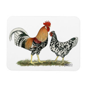 Imán Pollos islandeses