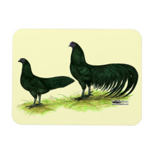 Imán Pollos negros de Sumatra