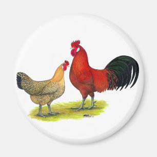Imán Pollos para la Buttercup en Sicilia