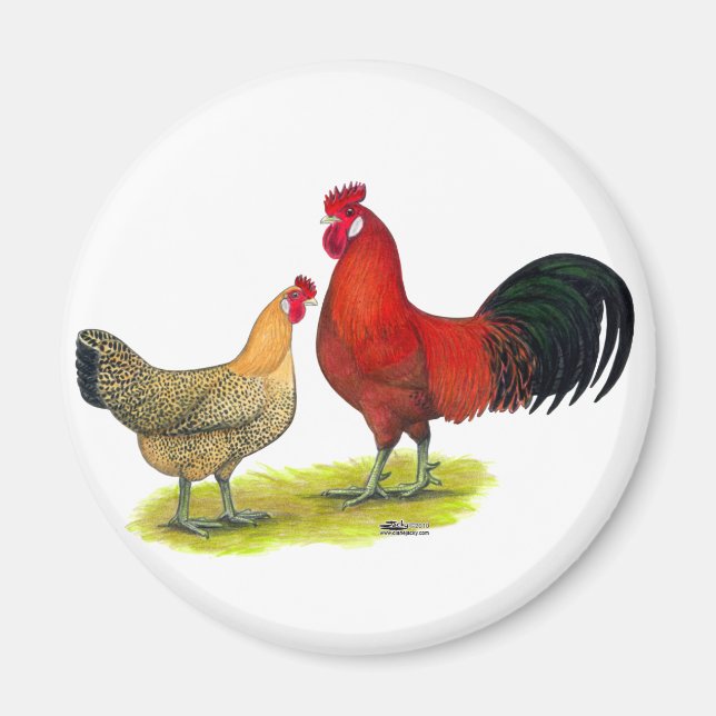 Imán Pollos para la Buttercup en Sicilia (Frente)