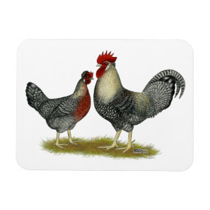 Imán Pollos poner crema de Legbar