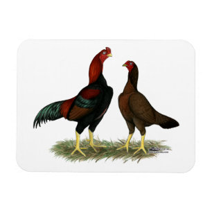 Imán Pollos Rojos Negros Aseel