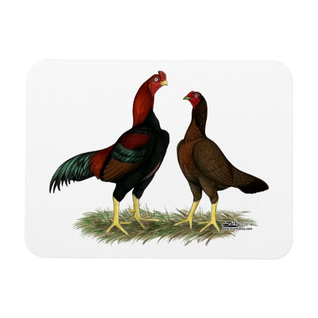 Imán Pollos Rojos Negros Aseel (Horizontal)