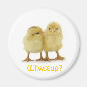 Imán ¿POLLUELO de Whassup?