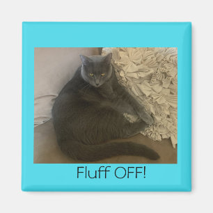 Imán Polo el gato Fluff Off imnet