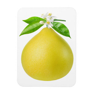 Imán Pomelo en una rama