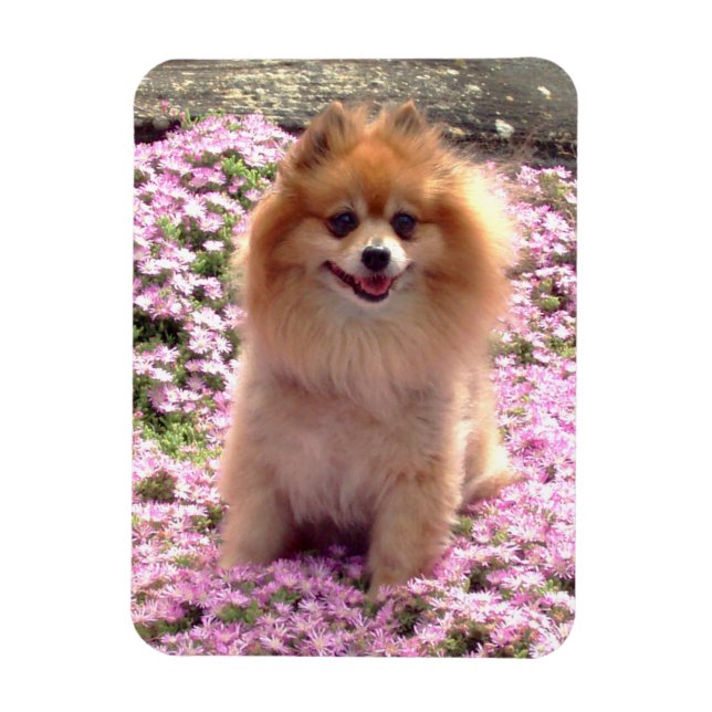 Imán | Pomerania con flores rosas (Vertical)