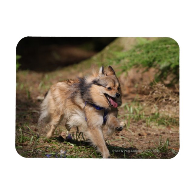 Imán Pomerania corriendo con dureza (Horizontal)