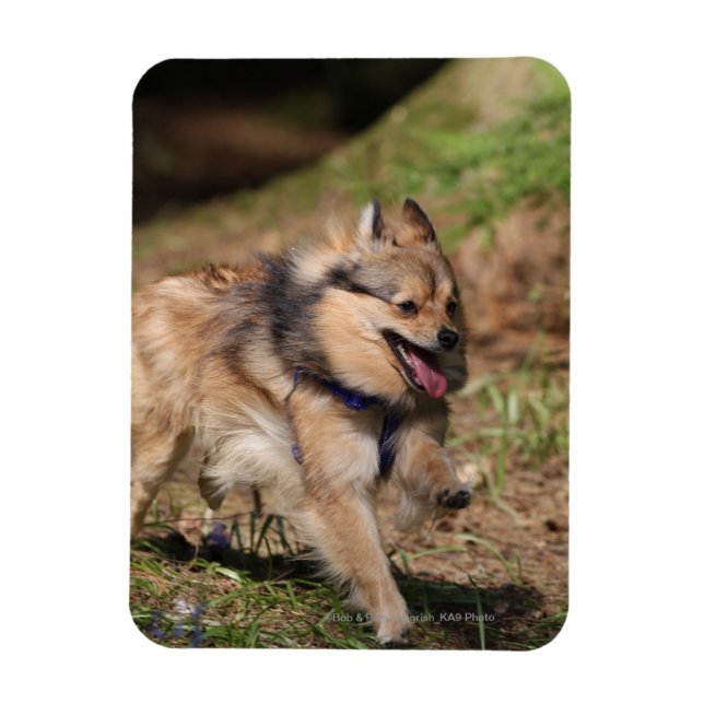 Imán Pomerania corriendo con dureza (Vertical)