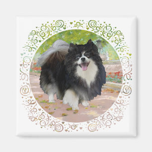 Imán Pomerania en Paseo Umbrío
