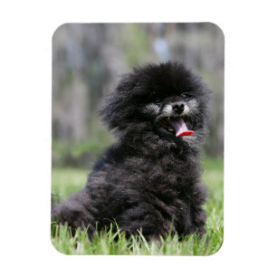 Imán Pomerania negra