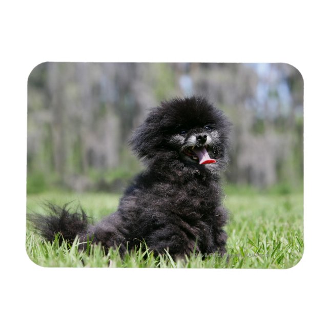 Imán Pomerania negra (Horizontal)