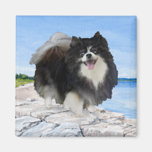 Imán Pomerania negra en la orilla del mar