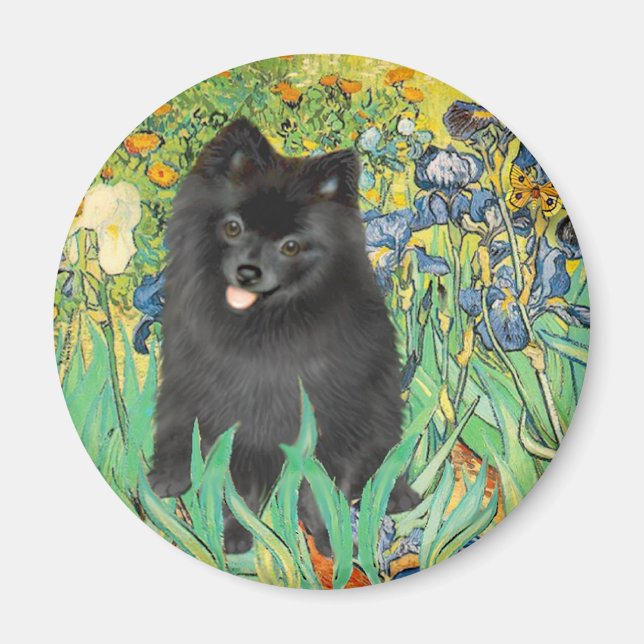 Imán Pomerania (negro) - Iris (Frente)