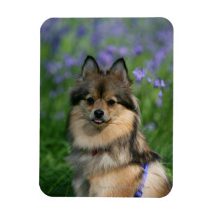 Imán Pomeranian en la hierba