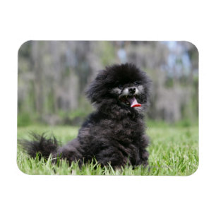 Imán Pomeranian mayor negro