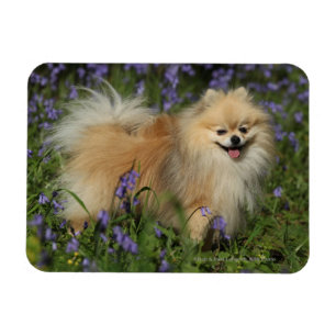 Imán Pomeranian que mira la cámara en los Bluebells