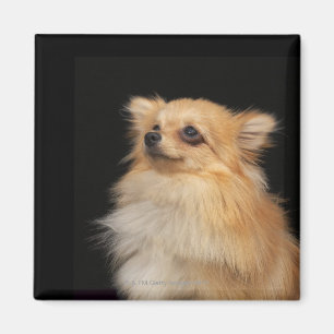Imán Pomeranian que mira para arriba en negro