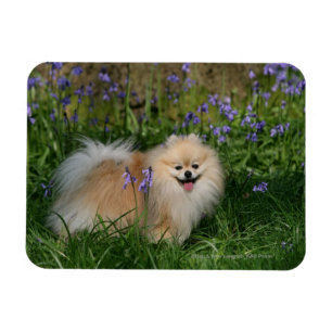 Imán Pomeranian que se coloca de mirada de la cámara