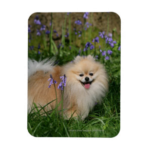 Imán Pomeranian que se coloca de mirada de la cámara