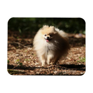 Imán Pomeranian que trota en las hojas caidas