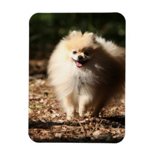 Imán Pomeranian que trota en las hojas caidas