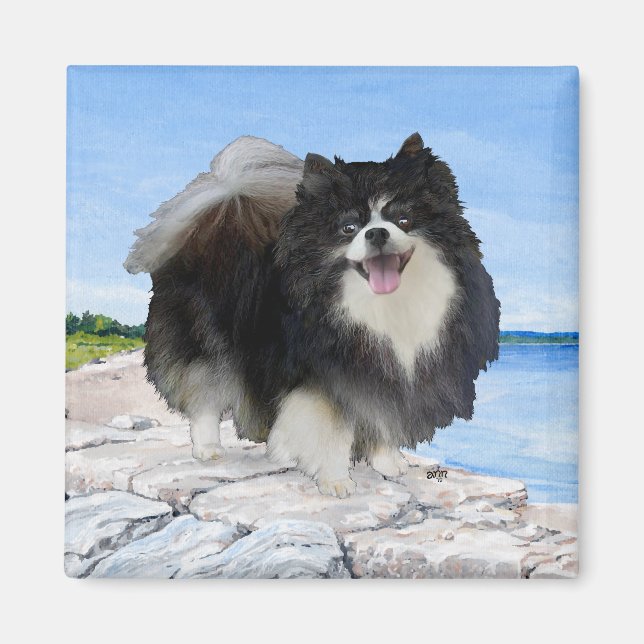 Imán Pomerano negro en la costa (Frente)