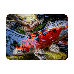 Imán Pond Koi Fish