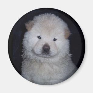 Imán poner crema del perro chino de perro chino