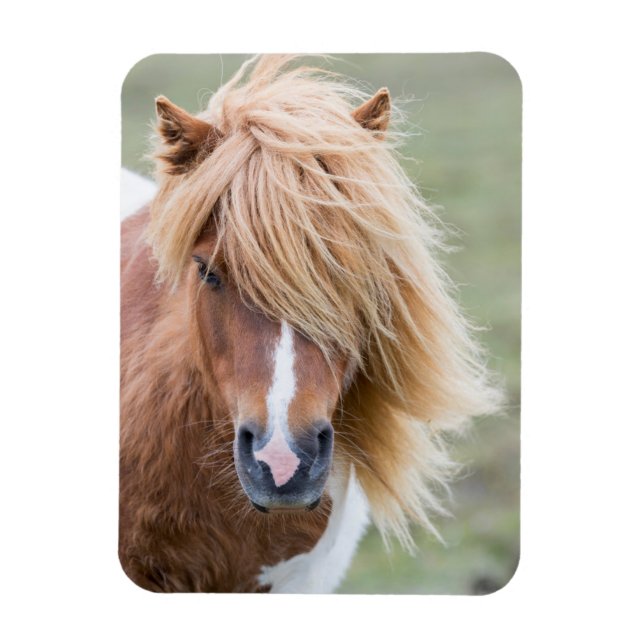 Imán Póney Shetland en la isla de Unst (Vertical)