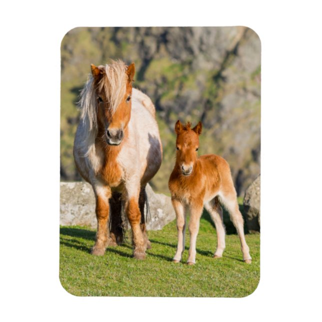 Imán Poni de Shetland en pastizal cerca de acantilados  (Vertical)
