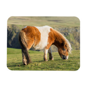 Imán Poni de Shetland en pastizal cerca de acantilados 