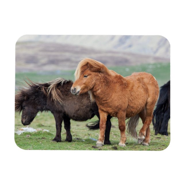 Imán Poni de Shetland, Islas Shetland, Escocia 2 (Horizontal)