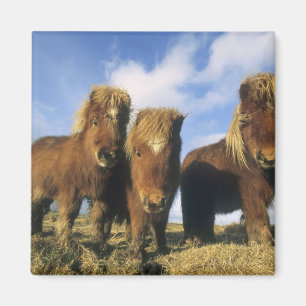 Imán Poni de Shetland, tierra firme de las Islas Shetla