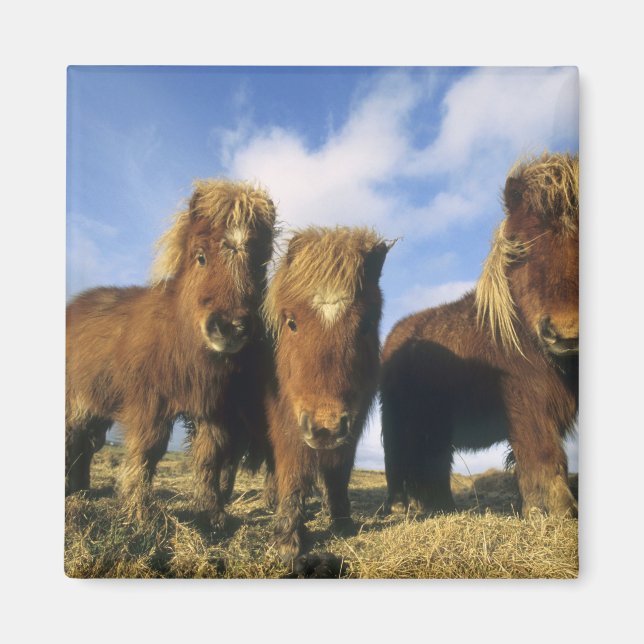 Imán Poni de Shetland, tierra firme de las Islas Shetla (Frente)