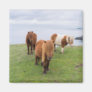Imán Poni Shetland en pastizal cerca de acantilados alt