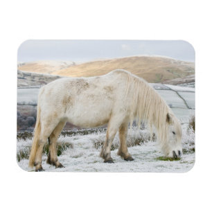 Imán Ponía de caída blanca en Moorland en invierno
