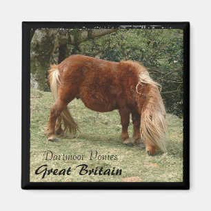 Imán Ponies de Dartmoor Salvaje - 2, Inglaterra (Magnet