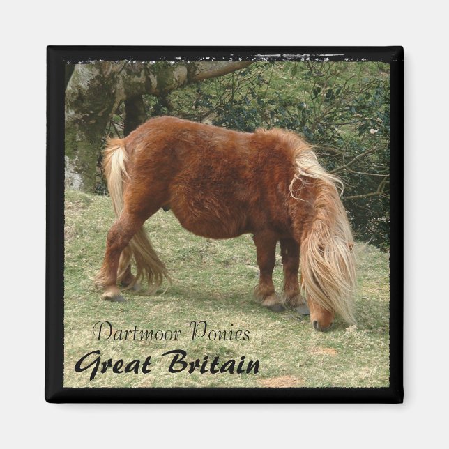 Imán Ponies de Dartmoor Salvaje - 2, Inglaterra (Magnet (Frente)