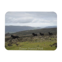 Ponies en el Parque Nacional Exmoor, Inglaterra