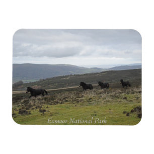 Imán Ponies en el Parque Nacional Exmoor, Inglaterra