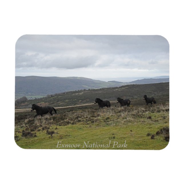 Imán Ponies en el Parque Nacional Exmoor, Inglaterra (Horizontal)