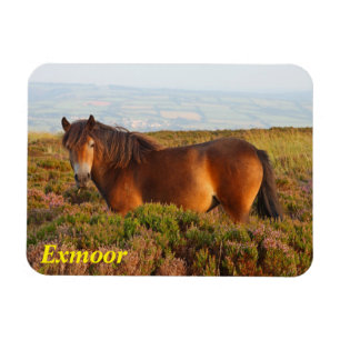 Imán Pony de exmoor, caballo, Somerset, Inglaterra