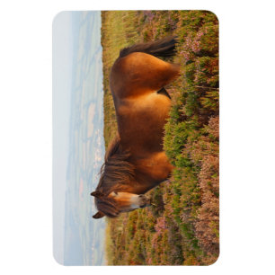 Imán Pony de exmoor, caballo, Somerset, Inglaterra