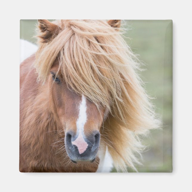 Imán Pony de Shetland en la isla de Unst (Frente)