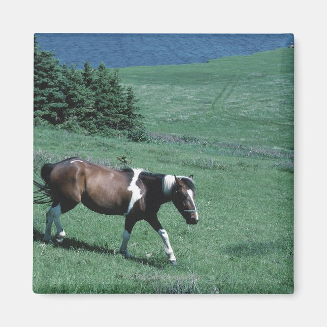 Imán Pony en el pasto (Frente)