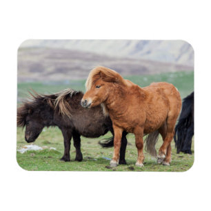 Imán Pony Shetland, Islas Shetland, Escocia 2
