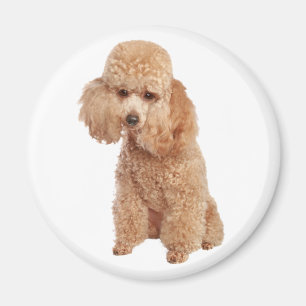 Imán Poodle