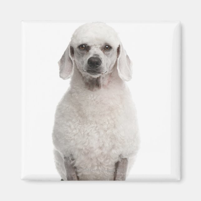 Imán Poodle (1 año de edad) (Frente)